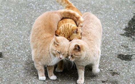 짧은 모피 주황색 고양이 3 마리 배경 색상 효과 Trio Asphalt 빨간색 강렬함 무어 Hd 배경 화면