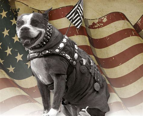 Sergeant Stubby Americas Most Decorated War Dog