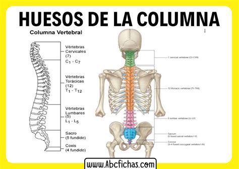 Anatomia De Los Huesos De La Columna Abc Fichas