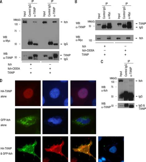 These are stable identifiers and. TXNIP forms a complex with Itch. A and B, H1299 cells were ...
