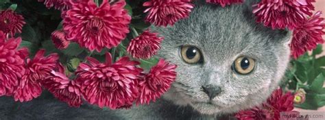 Pets And Animals Facebook Covers Myfbcovers Facebook Cover Cover