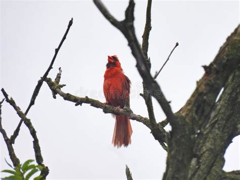 Red Cardinal On Branch Northern Cardinal Bird With Bright Red Feathers