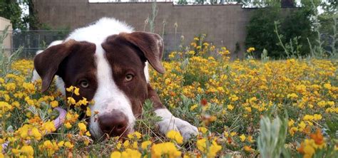 I Heart Dogs Rescue and Animal Haven - Membership to I Heart Dogs