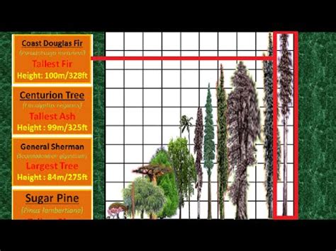 Tallest Tree Height Comparison - YouTube