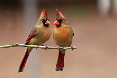 Female Cardinals