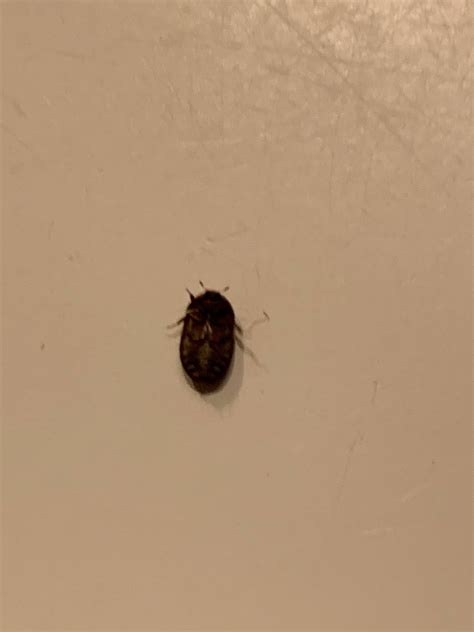 What Is This Bug Found In My Bathroom Rwhatsthisbug