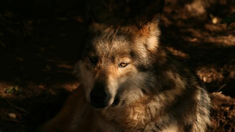 Animal Wolf Face With Sunlight And Background Of Black