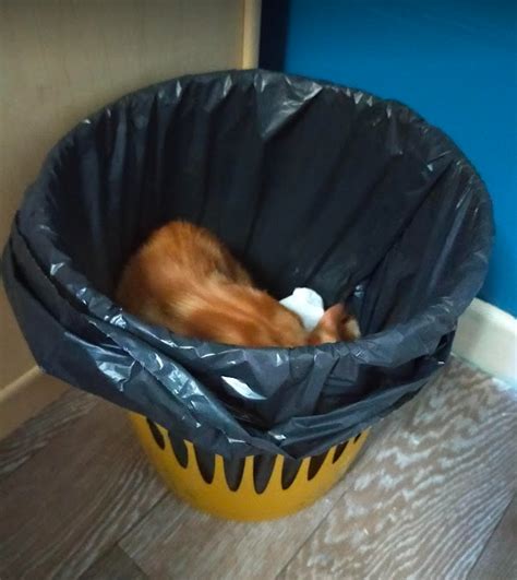 my cat likes to sleep in the trashcan r oneorangebraincell