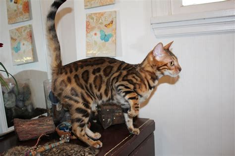 We did not find results for: EnchantedTails Bengal Cats Rachani Belle's Available ...