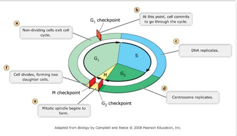 Mastering Biology Chapter 12 Mitosis Flashcards Easy
