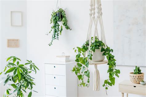 Indoor Vine Plants That Look Great In The Home