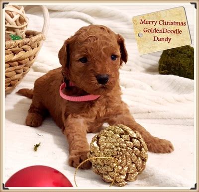 We are a small aussiedoodle or aussiepoo breeder in northern california. New cavapoo and goldendoodle puppies - Golden Doodle Dandy