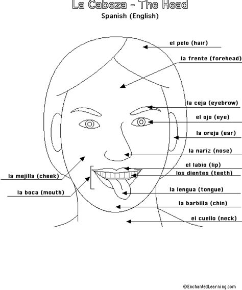 The Body In Spanish The Face