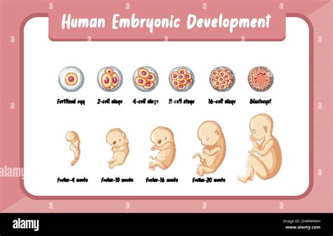 Ilustración infográfica del desarrollo embrionario humano Imagen Vector