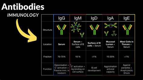 Antibodies Production Structure Domains Types Igg Igd Iga Ige