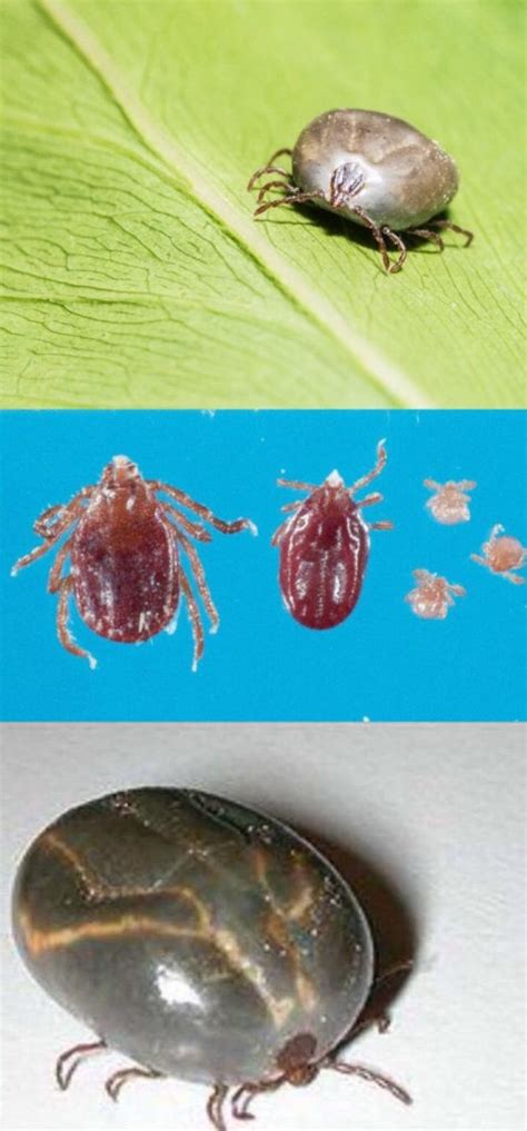 Longhorned Tick Discovered In North Carolina Nc State Extension