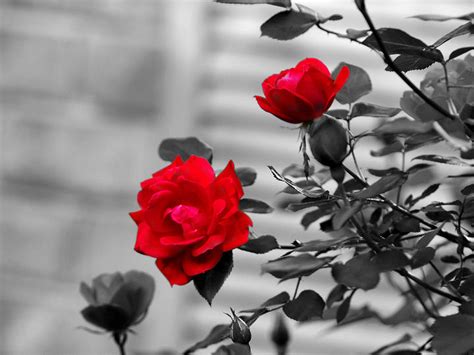 Color Splash Photography Red Roses