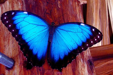 Morpho Beautiful Butterflies Butterfly Watercolor Blue Watercolor