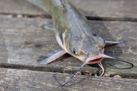 Channel Catfish Stock Photos Pictures And Royalty Free Images Istock