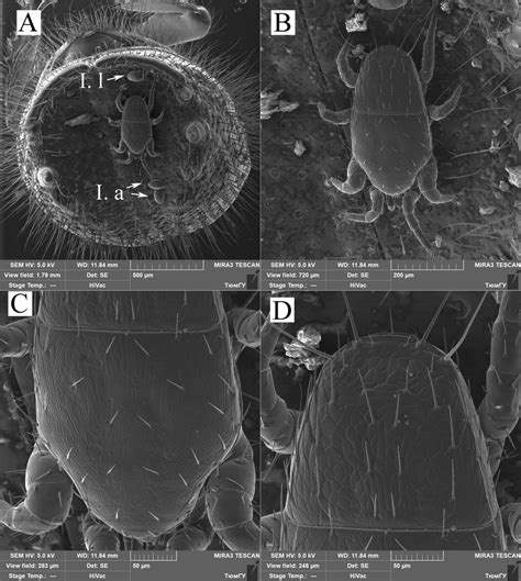 Sem Photographs Of Mites Phoretic On Ips Amitinus A General View Of
