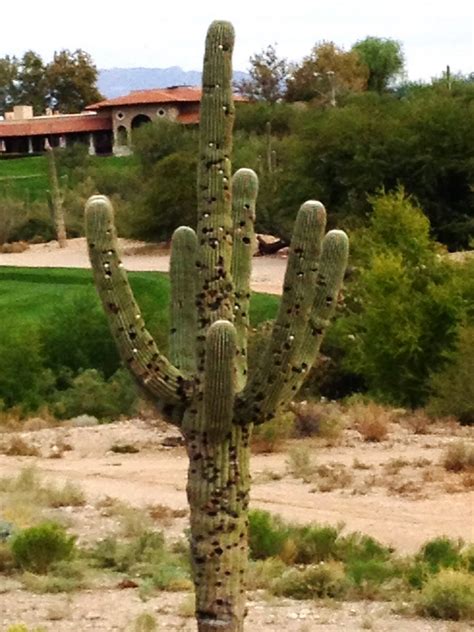 Cowboy or no, you haven't lived until you've. OVER THE TOP GOLF: SHORTER IS BETTER - CUT DOWN THAT ...