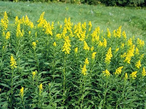 Goldenrod has earned its place in the garden, particularly those looking to attract wildlife. Good ol' Goldenrod - Gardening Austin
