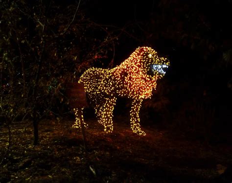 Lion A Light Display Of A Lion At Zoo Lights At The Phoeni Flickr