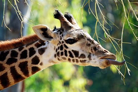 Funny giraffe with tongue out. Love the tongue! | Giraffe, Okapi, Animals