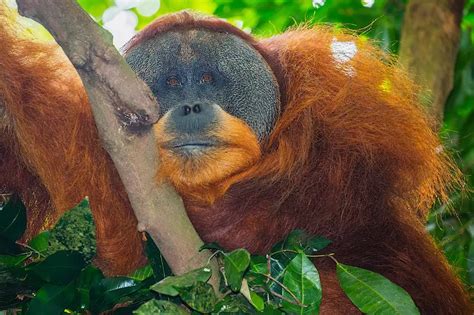 Tapanuli A New Orangutan Species Wild Focus Expeditions