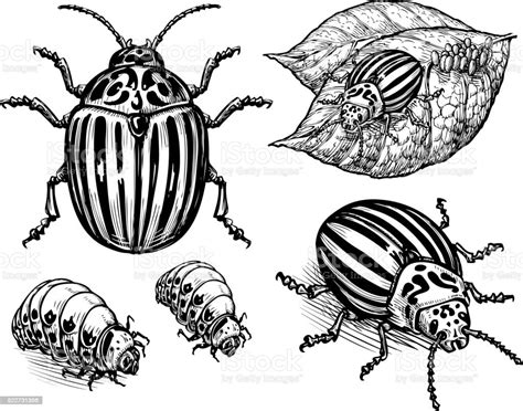 Hand Drawn Vector Illustration Colorado Potato Beetle Isolated On White