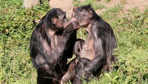 You will need to set a sexuality preference to change or set the sim's gender. Why do female bonobos have more sex with each other than ...