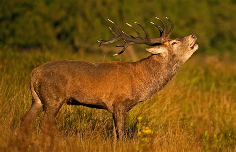 Anthony Miners Wildlife Photos: Red Deer Rut in Richmond Park