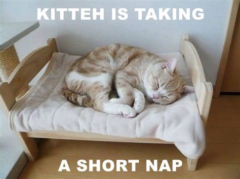 A Short Nap Lolcats Lol Cat Memes Funny Cats Funny Cat