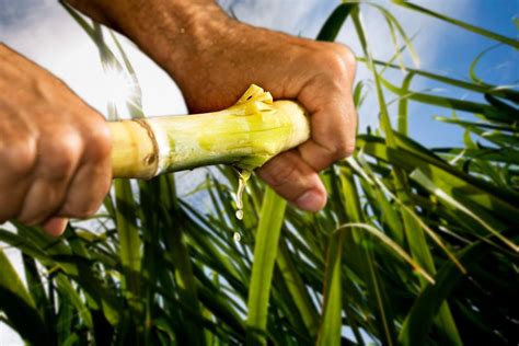 Fruit sugar is natural, and any sugar you may get from plants, but the sugar you buy at the supermarket, put in your coffee etc. Industry Information