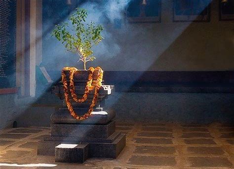 Tulasi Maharani With Images Tulsi Tulsi Plant Indian