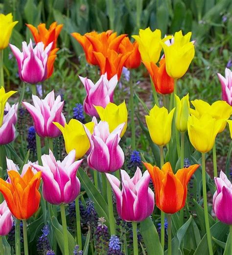 Beautiful Tulips Flowers Photo 33875500 Fanpop