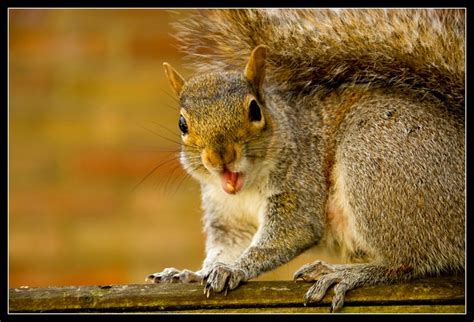 Mad Squirrel Flickr Photo Sharing