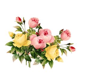 Gambar bunga tidak ada hentinya untuk selalu memberikan keindahan kepada seluruh makhluk mawar bunga bunga merah gambar gratis di pixabay sumber pixabay.com. Tren 25+ Gambar Png Bunga