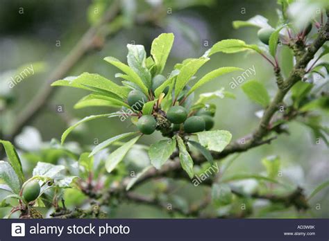 Let it stand for 3 months, take out the sloes and let Sloe Unripe Fruit Of The Blackthorn Tree Prunus Spinosa ...