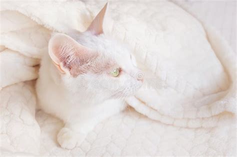 White Cat Sleeps Wrapped In A Warm Beige Plaid Stock Image Image Of