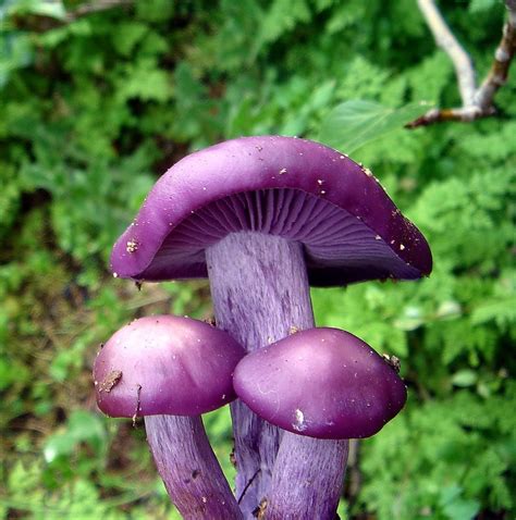 Are Purple Mushrooms Edible All Mushroom Info