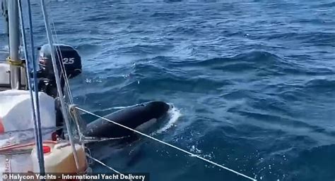 Scientists Baffled As Killer Whales Launch Spate Of Attacks On Boats