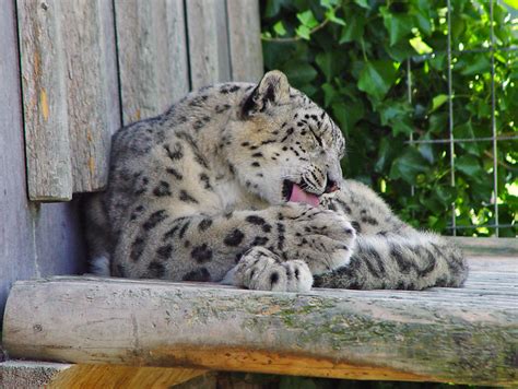 Flickriver Photoset Snow Leopards By Tambako The Jaguar