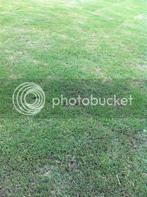 Black Spots Showing On Lawn Looks Like Powder On Grass