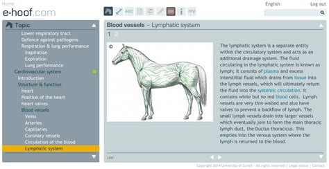 Horse Anatomy Lymphatic System In Horses Horse Anatomy Lymphatic