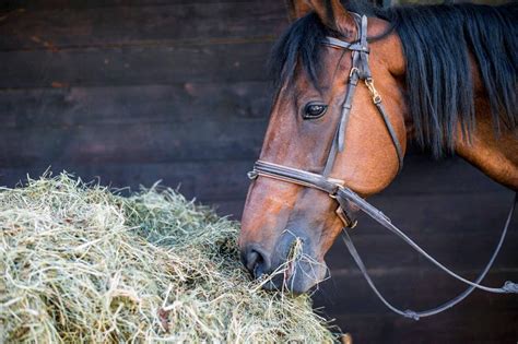 What Do Horses Eat Simple Guide To A Healthy Horse Diet Lovetoknow Pets