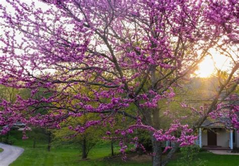 Redbud Tree Planting And 6 Free Care Tips