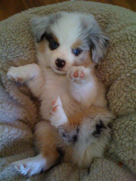 These toy aussie puppies are subject to registration with the american stock dog registry, llc. 25+ bästa Australian shepherd puppies idéerna på Pinterest ...