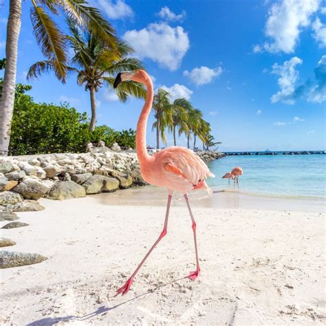 Flamingo Beach Aruba Hoe Er Te Komen Waar Te Overnachten Wzrost
