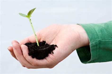 Weil die samenzellen einige tage verweilen können, beginnen die fruchtbaren tage aber bereits fünf bis sechs tage vor dem eisprung Sonnenblumen pflanzen » Wann ist der beste Zeitpunkt?